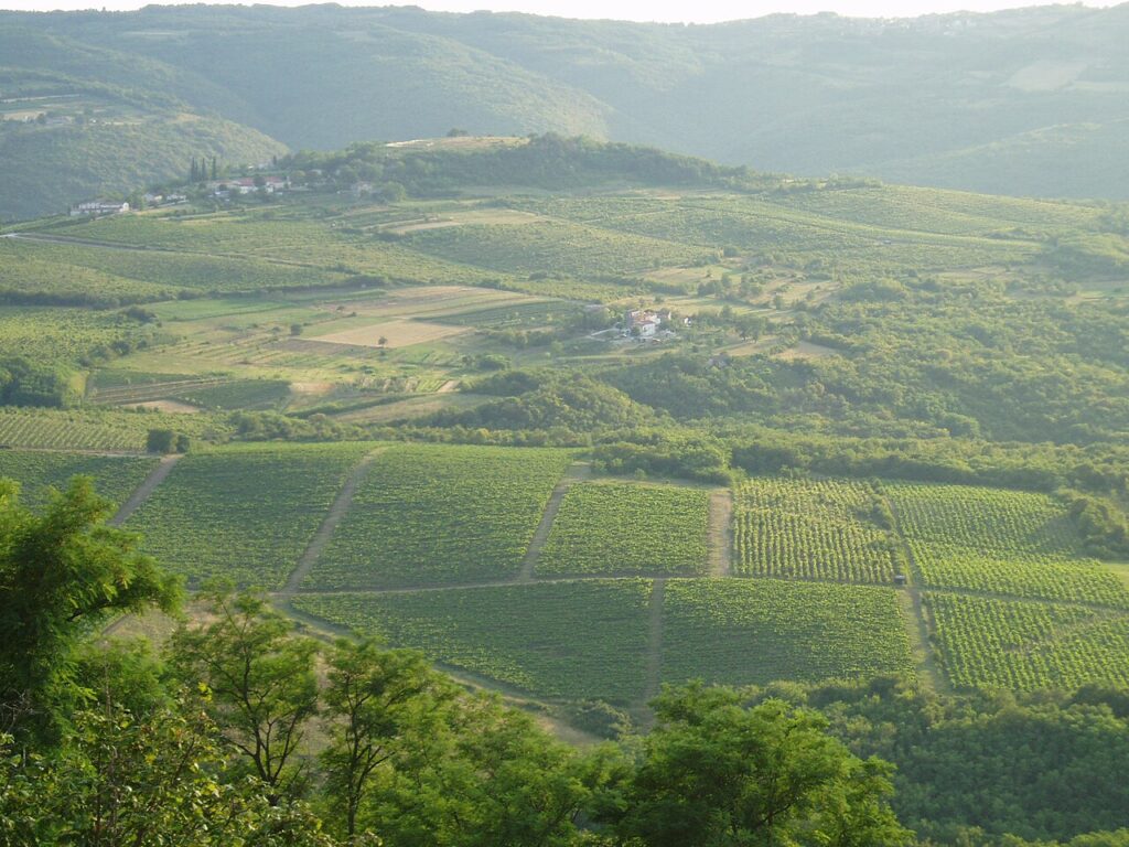Croatia Optional Experiences 3 Croation Winery
